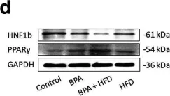 Fig.5.D showing Western Blotting from the publication: Gestational bisphenol A exposure induces fatty liver development in male offspring mice through the inhibition of HNF1b and upregulation of PPARγ.
