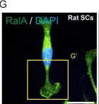 Fig.1.C showing Immunocytochemistry-immunofluorescence from the publication: RalGTPases contribute to Schwann cell repair after nerve injury via regulation of process formation.