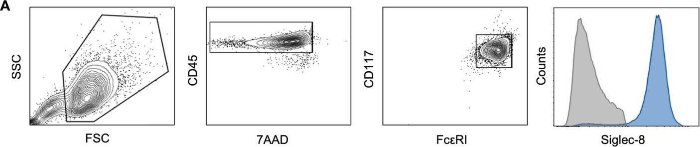 Fig.1.A showing Flow cytometry/Cell sorting in a Mus musculus (House mouse) sample from the publication: The Inhibitory Receptor Siglec-8 Interacts With FcεRI and Globally Inhibits Intracellular Signaling in Primary Mast Cells Upon Activation.