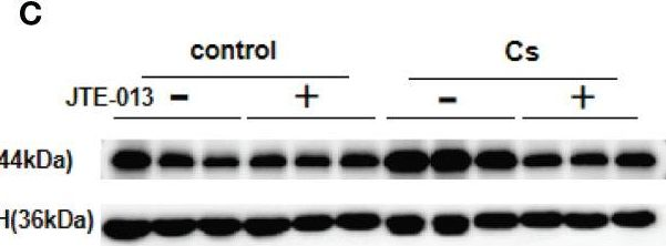 Fig.6.C showing Western Blotting from the publication: Clonorchis sinensis infection induces hepatobiliary injury via disturbing sphingolipid metabolism and activating sphingosine 1-phosphate receptor 2.