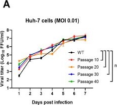 Fig.1.A from the publication: Serial Cell-Culture Passage of Severe Fever with Thrombocytopenia Syndrome Virus Attenuates Virulence and Confers Protective Immunity in Mice.