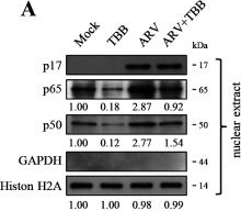 Fig.6.A showing Western Blotting from the publication: The oncolytic avian reovirus p17 protein triggers chaperone-mediated autophagy by modulating Hsp90 and the T-complex protein-1 ring complex chaperones and co-chaperones to activate the IKK/NF-κB signaling.