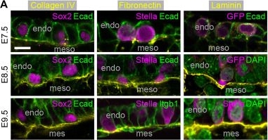 Fig.3.A showing Immunohistochemistry-immunofluorescence in a Mus musculus (House mouse) sample from the publication: Primordial germ cells experience increasing physical confinement and DNA damage during migration in the mouse embryo.