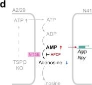 Fig.4.D from the publication: Adenosine transmission from hypothalamic tanycytes to AGRP/NPY neurons regulates energy homeostasis.