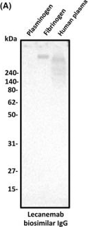 Fig.3.A showing Western Blotting in a Homo sapiens (Human) sample from the publication: Identification of fibrinogen as a plasma protein binding partner for lecanemab biosimilar IgG.