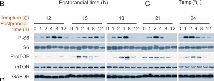 Fig.4.B showing Western Blotting in a Scophthalmus maximus (Turbot fish) sample from the publication: Temperature regulated nutrient sensing and metabolism of amino acids in juvenile turbot (Scophthalmus maximus L.).