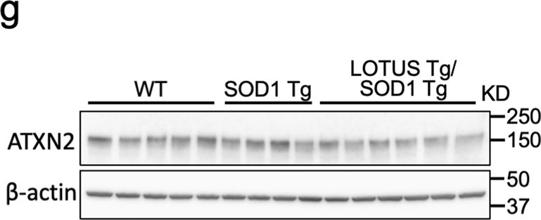 Fig.6.G showing Western Blotting in a Mus musculus (House mouse) sample from the publication: Lateral olfactory tract usher substance (LOTUS), an endogenous Nogo receptor antagonist, ameliorates disease progression in amyotrophic lateral sclerosis model mice.