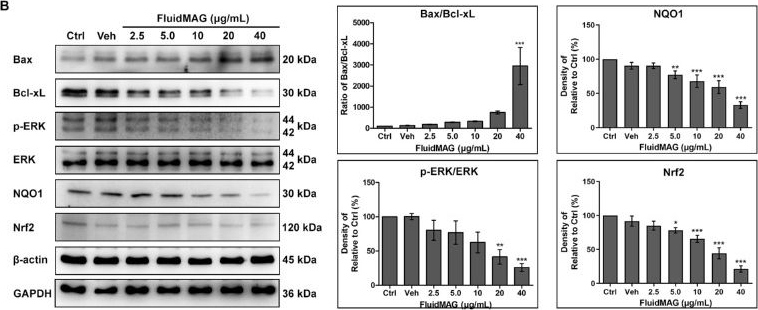 Fig.5.B showing Western Blotting from the publication: Effect of Magnetic Microparticles on Cultivated Human Corneal Endothelial Cells.