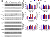 Fig.5.C showing Western Blotting in a Mus musculus (House mouse) sample from the publication: Age-dependent effects of A53T alpha-synuclein on behavior and dopaminergic function.