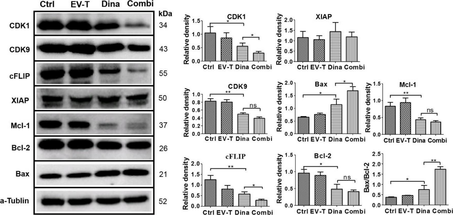 Fig.6.A showing Western Blotting in a Homo sapiens (Human) sample from the publication: Extracellular Vesicle Delivery of TRAIL Eradicates Resistant Tumor Growth in Combination with CDK Inhibition by Dinaciclib.