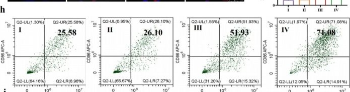 Fig.5.H showing Flow cytometry/Cell sorting in a Mus musculus (House mouse) sample from the publication: Light-activatable manganese carbonate nanocubes elicit robust immunotherapy by amplifying endoplasmic reticulum stress-meditated pyroptotic cell death.