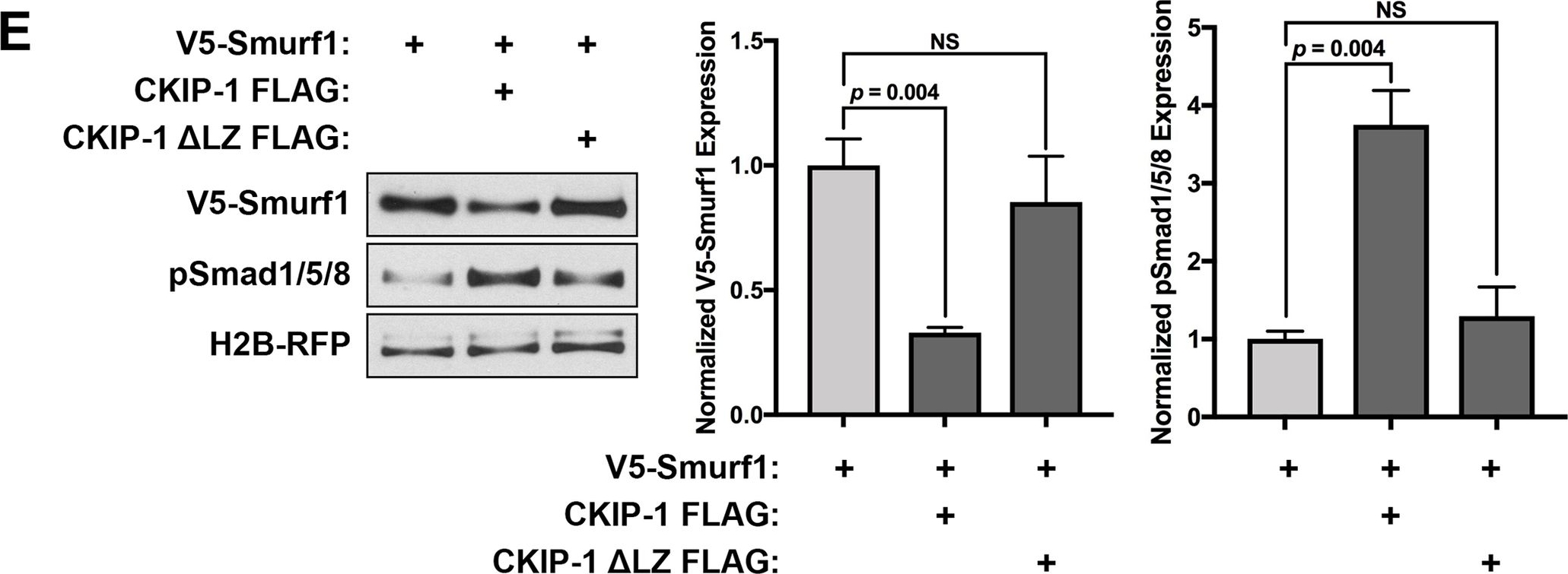 Fig.6.E showing Western Blotting in a Gallus gallus domesticus (Chicken) sample from the publication: Intracellular attenuation of BMP signaling via CKIP-1/Smurf1 is essential during neural crest induction.