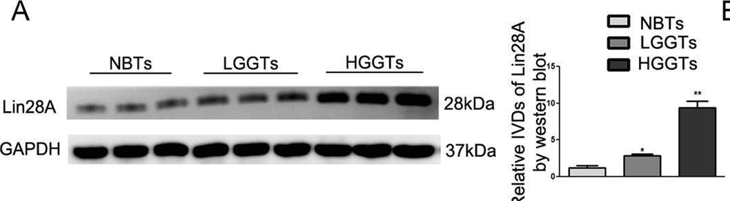 Fig.1.A showing Western Blotting from the publication: Lin28A promotes IRF6-regulated aerobic glycolysis in glioma cells by stabilizing SNHG14.