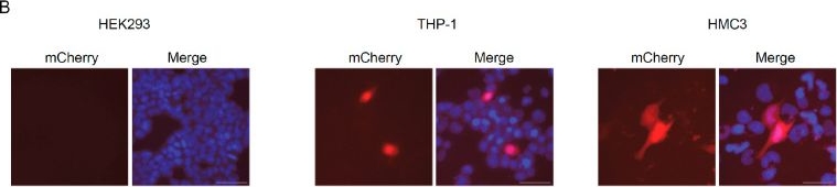 Fig.1.B showing Immunocytochemistry-immunofluorescence from the publication: Transcriptional Activation of the TREM2 Gene by ZEB2 in a Zinc Finger-Dependent Manner.