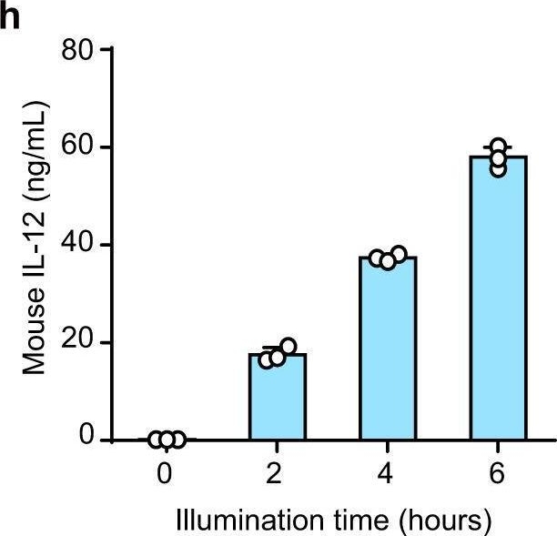 Fig.2.H showing Enzyme-linked immunosorbent assay from the publication: Optogenetic-controlled immunotherapeutic designer cells for post-surgical cancer immunotherapy.