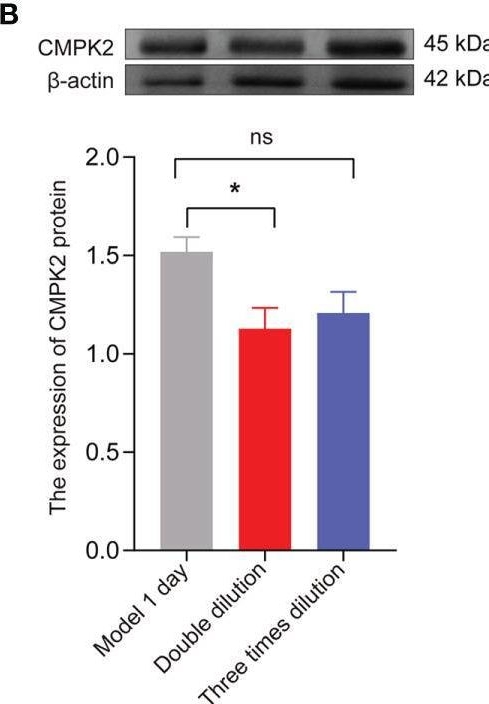 Fig.7.B showing Western Blotting in a Rattus norvegicus (Rat) sample from the publication: Electroacupuncture Inhibits NLRP3 Activation by Regulating CMPK2 After Spinal Cord Injury.