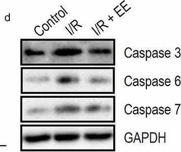 Fig.2.D showing Western Blotting in a Rattus norvegicus (Rat) sample from the publication: Eleutheroside E alleviates cerebral ischemia-reperfusion injury in a 5-hydroxytryptamine receptor 2C (Htr2c)-dependent manner in rats.