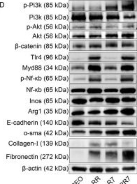 Fig.8.D showing Western Blotting in a Mus musculus (House mouse) sample from the publication: Exploring the role of RCEO in macrophage-mediated modulation of pulmonary fibrosis.
