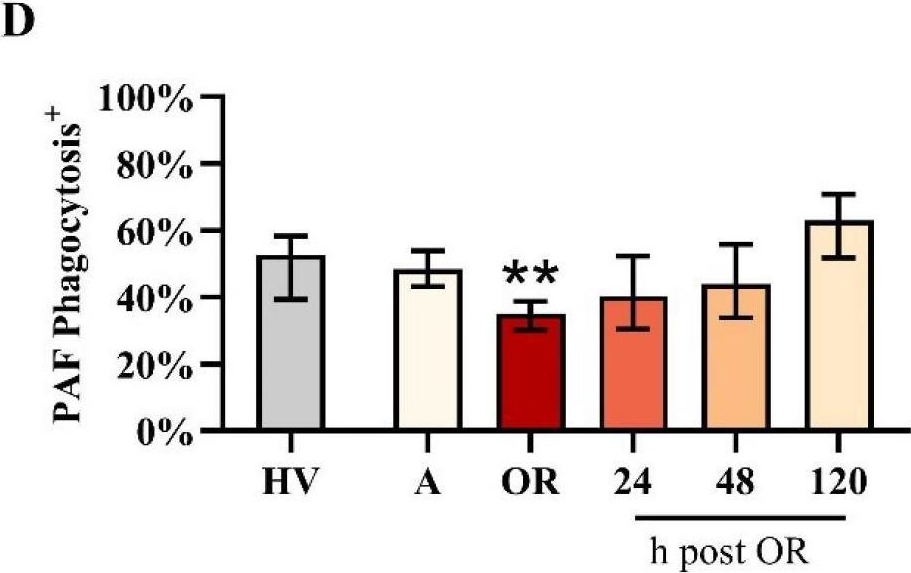 Fig.3.D from the publication: Multimodal monitoring of neutrophil activity during cardiac surgery.