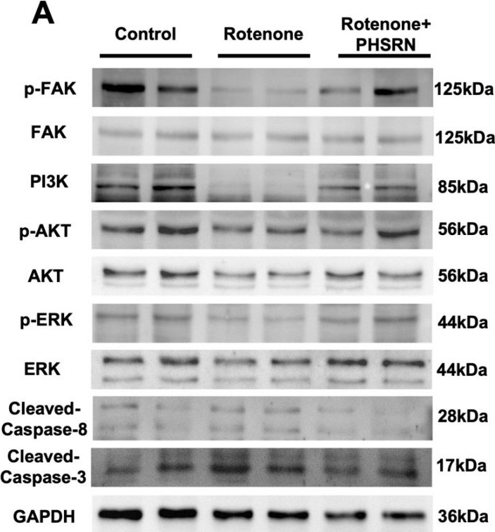 Fig.8.A showing Western Blotting in a Rattus norvegicus (Rat) sample from the publication: Integrin α5β1 Activation by PHSRN Peptide Elicits Neuroprotection and Functional Recovery in Parkinson's Disease Mice.