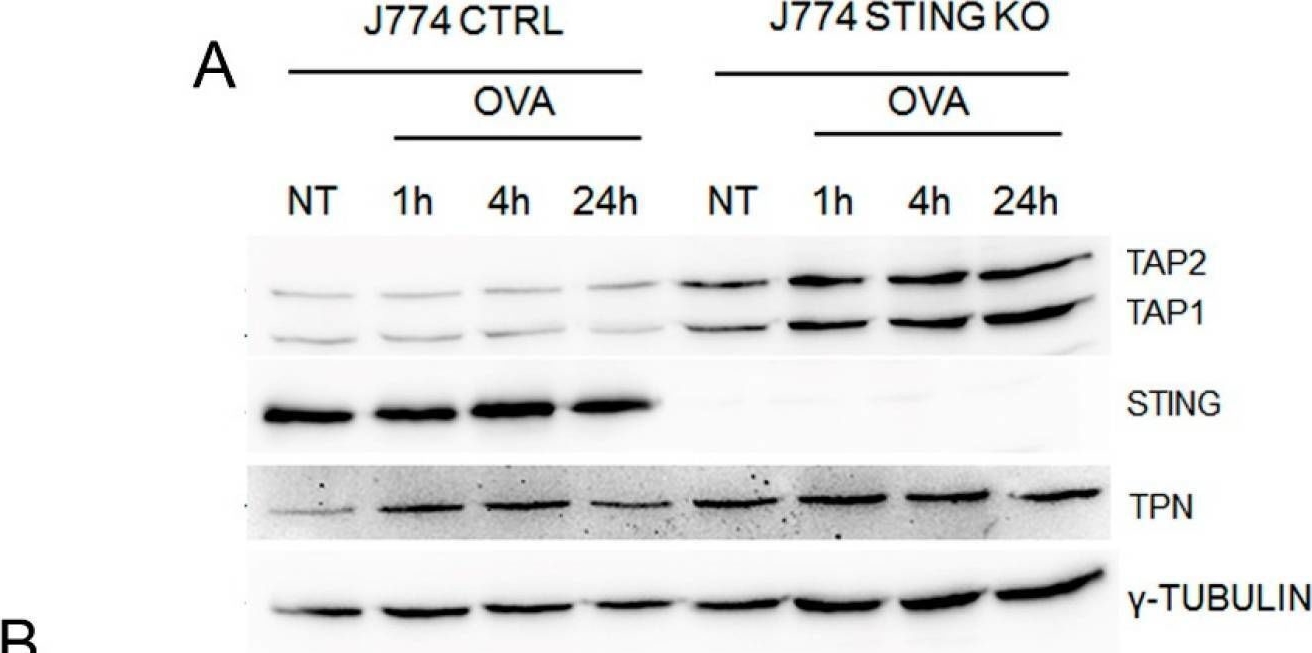 Fig.4.A showing Western Blotting in a Mus musculus (House mouse) sample from the publication: The Lack of STING Impairs the MHC-I Dependent Antigen Presentation and JAK/STAT Signaling in Murine Macrophages.