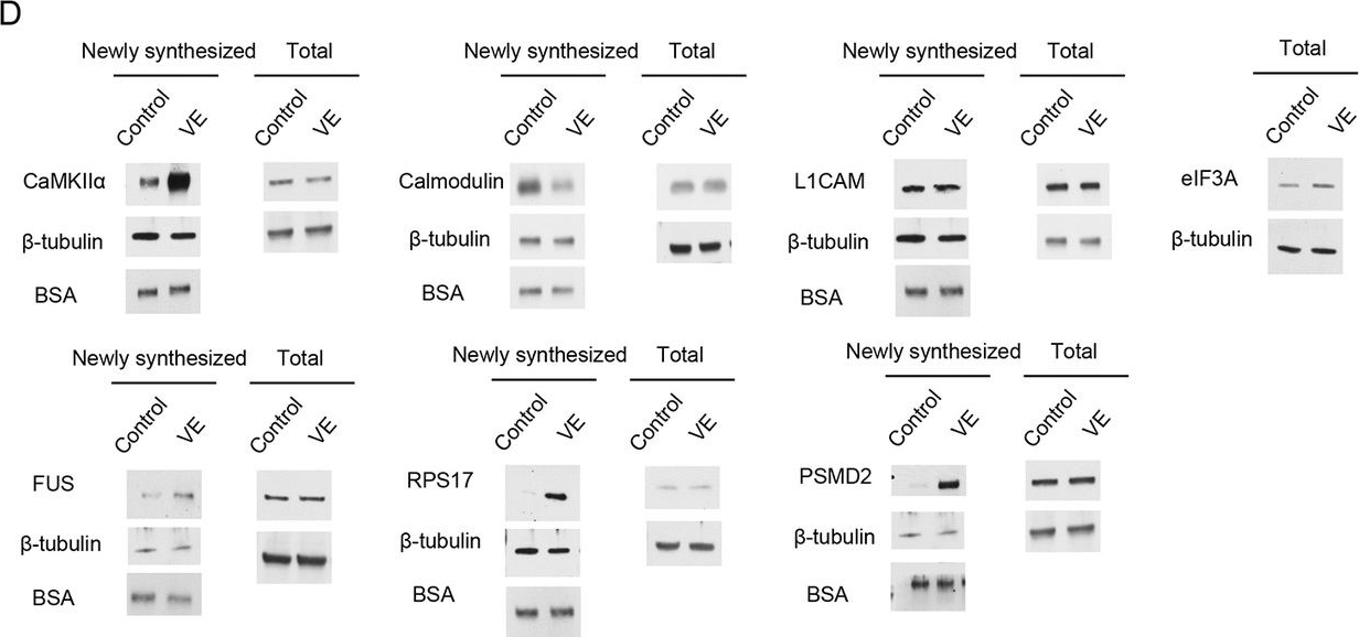 Fig.2.D showing Western Blotting in a Xenopus laevis (African clawed frog) sample from the publication: Role of the visual experience-dependent nascent proteome in neuronal plasticity.