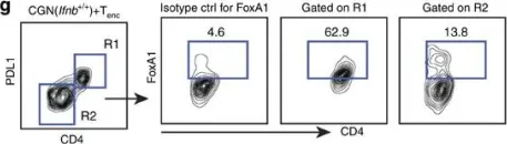 Fig.3.G showing Flow cytometry/Cell sorting in a Mus musculus (House mouse) sample from the publication: Neuronal IFN-beta-induced PI3K/Akt-FoxA1 signalling is essential for generation of FoxA1+Treg cells.