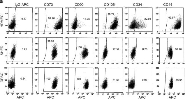 Fig.1.A showing Flow cytometry/Cell sorting from the publication: Inverse and reciprocal regulation of p53/p21 and Bmi-1 modulates vasculogenic differentiation of dental pulp stem cells.
