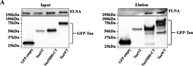 Fig.1.A showing Western Blotting from the publication: Direct and Indirect Effects of Filamin A on Tau Pathology in Neuronal Cells.