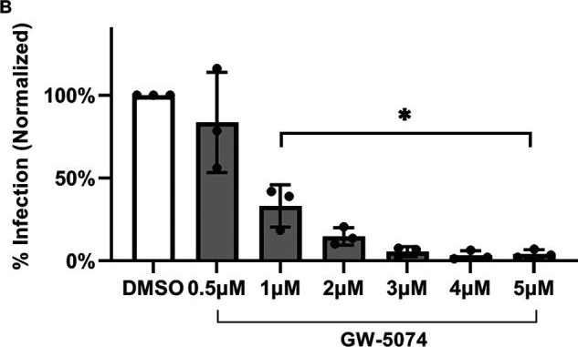 Fig.3.B from the publication: The Oxindole GW-5074 Inhibits JC Polyomavirus Infection and Spread by Antagonizing the MAPK-ERK Signaling Pathway.