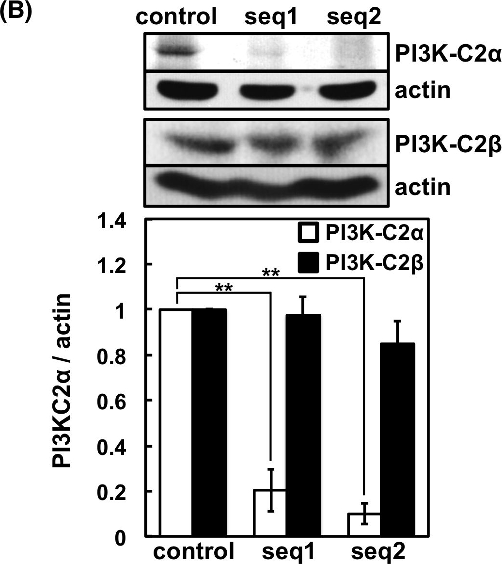 Fig.1.B showing Western Blotting in a Rattus norvegicus (Rat) sample from the publication: Involvement of class II phosphoinositide 3-kinase α-isoform in antigen-induced degranulation in RBL-2H3 cells.