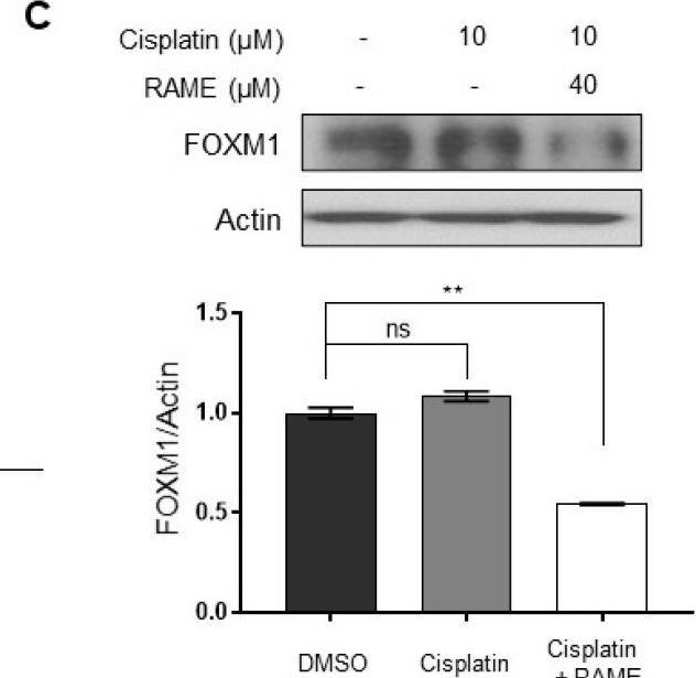 Fig.5.C showing Western Blotting in a Homo sapiens (Human) sample from the publication: Rosmarinic Acid Methyl Ester Regulates Ovarian Cancer Cell Migration and Reverses Cisplatin Resistance by Inhibiting the Expression of Forkhead Box M1.