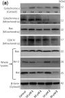 Fig.4.A showing Western Blotting from the publication: Cytotoxicity of the Sesquiterpene Lactone Spiciformin and Its Acetyl Derivative against the Human Leukemia Cell Lines U-937 and HL-60.