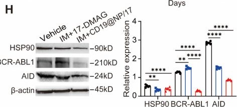 Fig.4.H showing Western Blotting in a Mus musculus (House mouse) sample from the publication: CD19-targeted HSP90 inhibitor nanoparticle combined with TKIs reduces tumor burden and enhances T-cell immunity in murine B-cell malignancies.