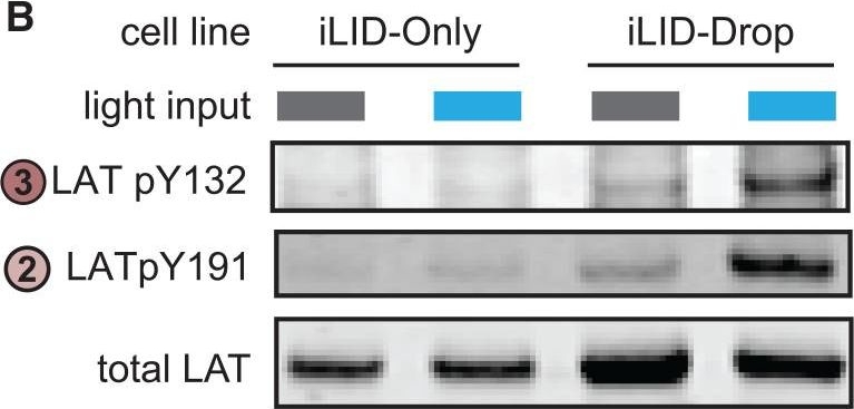 Fig.3.B showing Western Blotting in a Mus musculus (House mouse) sample from the publication: Positive feedback between the T cell kinase Zap70 and its substrate LAT acts as a clustering-dependent signaling switch.