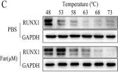 Fig.3.C showing Western Blotting in a Homo sapiens (Human) sample from the publication: Farrerol inhibits ferroptosis and protects against LPS-induced acute lung injury by targeting the RUNX1/SLC7A11 axis.