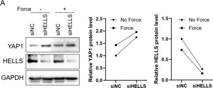 Fig.5.A showing Western Blotting from the publication: HELLS Reduction Contributes to Compressive Force-Induced Functional Changes in PDLSCs.