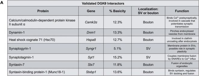 Fig.5.A from the publication: Identification of Synaptic DGKθ Interactors That Stimulate DGKθ Activity.