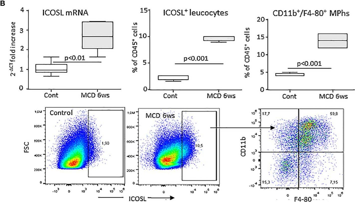 Fig.1.B showing Flow cytometry/Cell sorting in a Mus musculus (House mouse) sample from the publication: Role of the co-stimulatory molecule inducible T-cell co-stimulator ligand (ICOSL) in the progression of experimental metabolic dysfunction-associated steatohepatitis.