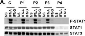 Fig.4.A showing Western Blotting from the publication: Novel STAT1 alleles in otherwise healthy patients with mycobacterial disease.
