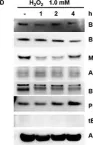 Fig.2.D showing Western Blotting from the publication: Oxidative stress-induced apoptosis in granulosa cells involves JNK, p53 and Puma.