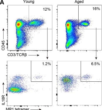 Fig.1.A showing Flow cytometry/Cell sorting in a Mus musculus (House mouse) sample from the publication: The effector function of mucosal associated invariant T cells alters with aging and is regulated by RORγt.