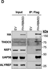Fig.4.D showing Western Blotting from the publication: RBM33 directs the nuclear export of transcripts containing GC-rich elements.