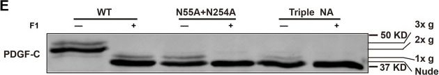 Fig.1.E showing Western Blotting in a Homo sapiens (Human) sample from the publication: Glycosylation at Asn254 Is Required for the Activation of the PDGF-C Protein.