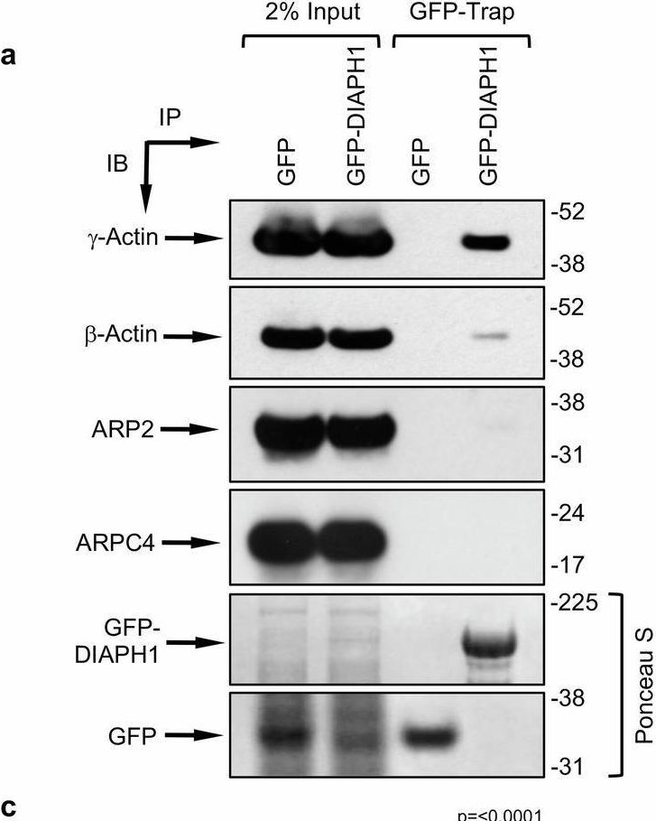 Fig.7.A showing Western Blotting in a Homo sapiens (Human) sample from the publication: Inherited deficiency of DIAPH1 identifies a DNA double strand break repair pathway regulated by γ-actin.