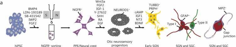 Fig.1.A from the publication: Engineering of functional auditory neurons from human induced pluripotent stem cells.