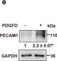 Fig.4.E showing Western Blotting from the publication: PDGFD switches on stem cell endothelial commitment.