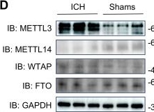 Fig.1.D showing Western Blotting in a Mus musculus (House mouse) sample from the publication: METTL3 inhibition alleviates neuroinflammation and apoptosis by reducing ETV4 m6A modification.