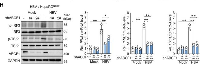 Fig.1.H showing Western Blotting from the publication: DNA Sensor ABCF1 Phase Separates With cccDNA to Inhibit Hepatitis B Virus Replication.