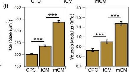 Fig.5.F from the publication: Switching in the expression pattern of actin isoforms marks the onset of contractility and distinct mechanodynamic behavior during cardiomyocyte differentiation.